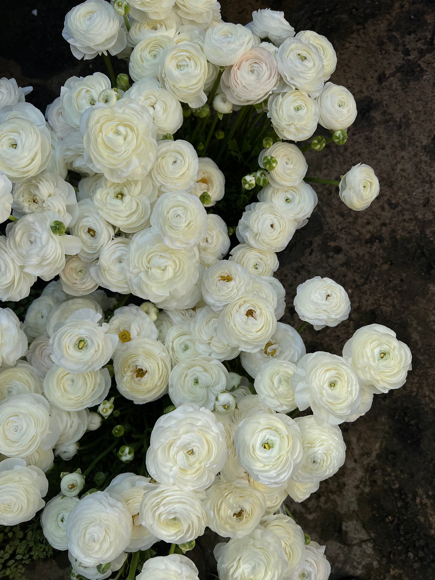 Mass of One Flower - Spring
