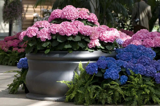 Blooming Beauties: How to Care for Your Potted Hydrangeas in Sydney
