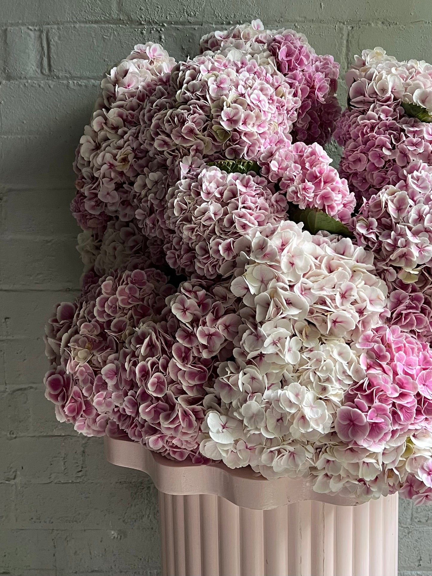 Mass of One Flower - Early Summer