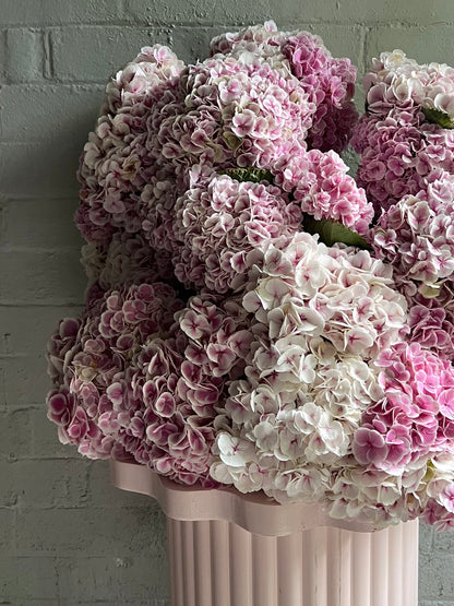 Mass of One Flower - Early Summer