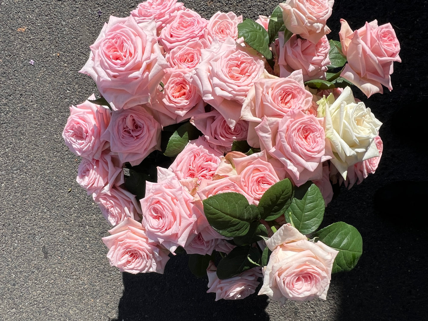 Mass of One Flower - Early Summer