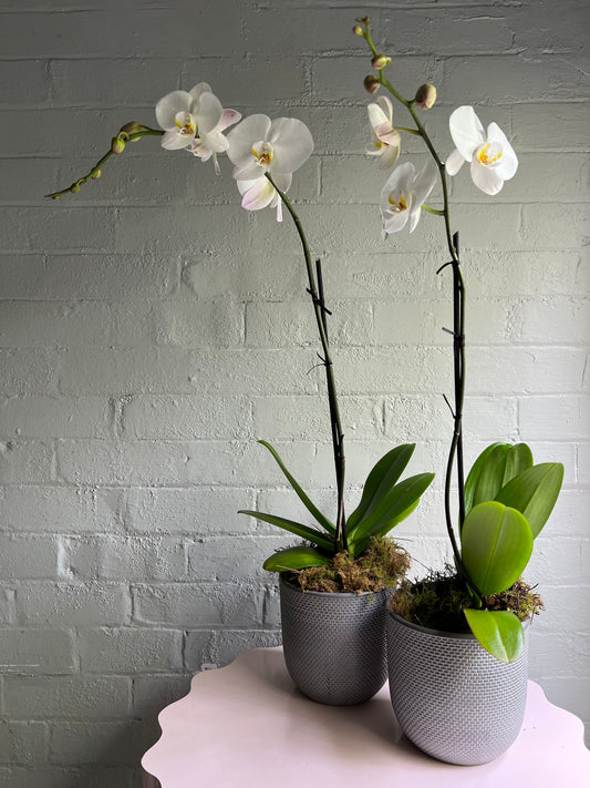 Phalaenopsis Orchid Plant in a Ceramic Pot
