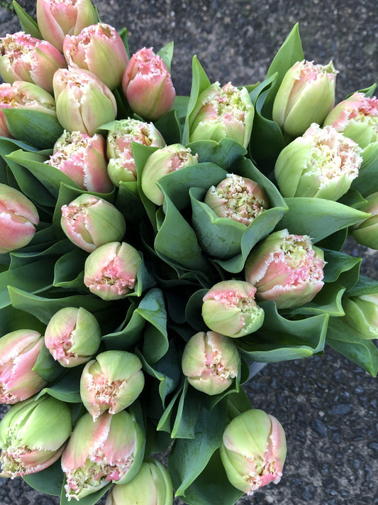 Tulip Mass flower bouquet 